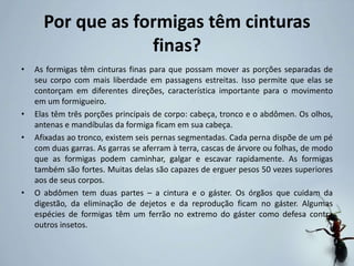 Por que as formigas têm cinturas
finas?
• As formigas têm cinturas finas para que possam mover as porções separadas de
seu corpo com mais liberdade em passagens estreitas. Isso permite que elas se
contorçam em diferentes direções, característica importante para o movimento
em um formigueiro.
• Elas têm três porções principais de corpo: cabeça, tronco e o abdômen. Os olhos,
antenas e mandíbulas da formiga ficam em sua cabeça.
• Afixadas ao tronco, existem seis pernas segmentadas. Cada perna dispõe de um pé
com duas garras. As garras se aferram à terra, cascas de árvore ou folhas, de modo
que as formigas podem caminhar, galgar e escavar rapidamente. As formigas
também são fortes. Muitas delas são capazes de erguer pesos 50 vezes superiores
aos de seus corpos.
• O abdômen tem duas partes – a cintura e o gáster. Os órgãos que cuidam da
digestão, da eliminação de dejetos e da reprodução ficam no gáster. Algumas
espécies de formigas têm um ferrão no extremo do gáster como defesa contra
outros insetos.
 