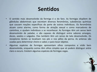 Sentidos
• O sentido mais desenvolvido da formiga é o do faro. As formigas dispõem de
glândulas abdominais que excretam diversos feromônios, substâncias químicas
que causam reações específicas da parte de outros indivíduos. Os feromônios
atuam como alarme, como forma de atração sexual e como marcadores de
caminhos, e ajudam indivíduos a se reconhecer. As formigas têm um senso bem
desenvolvido de paladar, e são capazes de distinguir entre sabores amargos,
doces, azedos e salgados. Elas também têm um senso de tato desenvolvido. Os
receptores tácteis se localizam nos pés e nos pêlos da perna. As antenas são
usadas para determinar cheiro e sabor, e para tocar objetos.
• Algumas espécies de formigas apresentam olhos compostos e visão bem
desenvolvida, enquanto outras têm olhos simples que só podem distinguir entre
claro e escuro. Existem algumas espécies de formigas cegas.
 