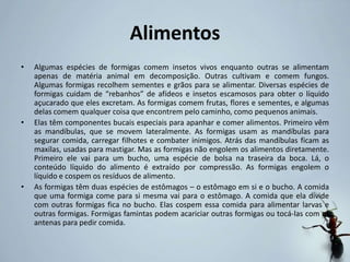Alimentos
• Algumas espécies de formigas comem insetos vivos enquanto outras se alimentam
apenas de matéria animal em decomposição. Outras cultivam e comem fungos.
Algumas formigas recolhem sementes e grãos para se alimentar. Diversas espécies de
formigas cuidam de “rebanhos” de afídeos e insetos escamosos para obter o líquido
açucarado que eles excretam. As formigas comem frutas, flores e sementes, e algumas
delas comem qualquer coisa que encontrem pelo caminho, como pequenos animais.
• Elas têm componentes bucais especiais para apanhar e comer alimentos. Primeiro vêm
as mandíbulas, que se movem lateralmente. As formigas usam as mandíbulas para
segurar comida, carregar filhotes e combater inimigos. Atrás das mandíbulas ficam as
maxilas, usadas para mastigar. Mas as formigas não engolem os alimentos diretamente.
Primeiro ele vai para um bucho, uma espécie de bolsa na traseira da boca. Lá, o
conteúdo líquido do alimento é extraído por compressão. As formigas engolem o
líquido e cospem os resíduos de alimento.
• As formigas têm duas espécies de estômagos – o estômago em si e o bucho. A comida
que uma formiga come para si mesma vai para o estômago. A comida que ela divide
com outras formigas fica no bucho. Elas cospem essa comida para alimentar larvas e
outras formigas. Formigas famintas podem acariciar outras formigas ou tocá-las com as
antenas para pedir comida.
 