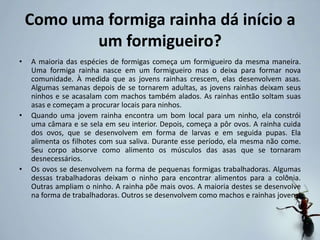 Como uma formiga rainha dá início a
um formigueiro?
• A maioria das espécies de formigas começa um formigueiro da mesma maneira.
Uma formiga rainha nasce em um formigueiro mas o deixa para formar nova
comunidade. À medida que as jovens rainhas crescem, elas desenvolvem asas.
Algumas semanas depois de se tornarem adultas, as jovens rainhas deixam seus
ninhos e se acasalam com machos também alados. As rainhas então soltam suas
asas e começam a procurar locais para ninhos.
• Quando uma jovem rainha encontra um bom local para um ninho, ela constrói
uma câmara e se sela em seu interior. Depois, começa a pôr ovos. A rainha cuida
dos ovos, que se desenvolvem em forma de larvas e em seguida pupas. Ela
alimenta os filhotes com sua saliva. Durante esse período, ela mesma não come.
Seu corpo absorve como alimento os músculos das asas que se tornaram
desnecessários.
• Os ovos se desenvolvem na forma de pequenas formigas trabalhadoras. Algumas
dessas trabalhadoras deixam o ninho para encontrar alimentos para a colônia.
Outras ampliam o ninho. A rainha põe mais ovos. A maioria destes se desenvolve
na forma de trabalhadoras. Outros se desenvolvem como machos e rainhas jovens.
 