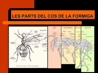 LES PARTS DEL COS DE LA FORMIGA 