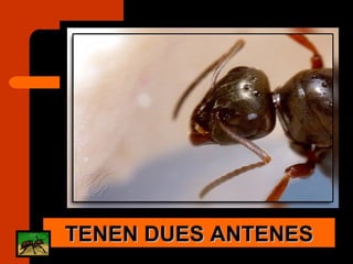 TENEN DUES ANTENES 
