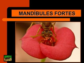 MANDÍBULES FORTES 