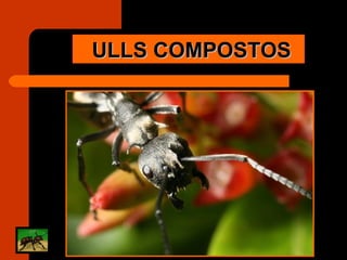 ULLS COMPOSTOS 