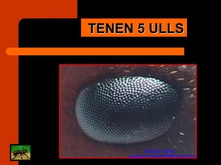 TENEN 5 ULLS 