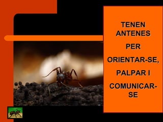 TENEN ANTENES PER ORIENTAR-SE, PALPAR I COMUNICAR-SE 