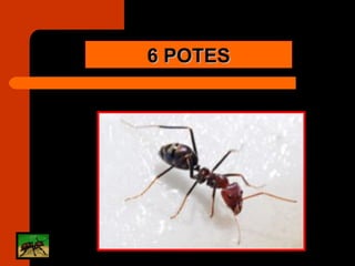 6 POTES 