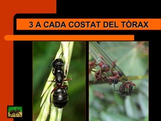 3 A CADA COSTAT DEL TÒRAX 
