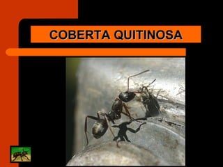 COBERTA QUITINOSA 