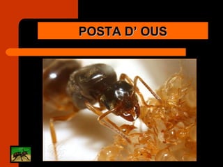 POSTA D’ OUS 