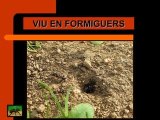 VIU EN FORMIGUERS 