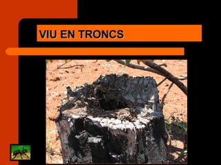 VIU EN TRONCS 