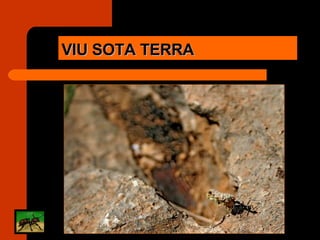 VIU SOTA TERRA 