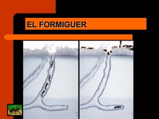 EL FORMIGUER 