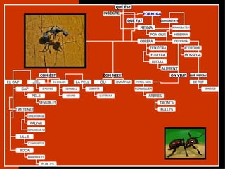 QUÈ ÉS? COM ÉS? COM NEIX? OU OVIVÍPAR ON VIU? QUÈ MENJA? EL CAP CAP EL COLOR LES POTES INSECTE VERMELL NEGRE 6 POTES 2 ANTENES ULLS BOCA ORIENTAR-SE COMPOSTOS MANDÍBULES FORMIGA QUÈ FA? CURIOSITATS REINA TOT EL MÓN FORMIGUER JERARQUITZAT HIBERNA PON OUS DEFENSA PÈLS LA PELL PALPAR FORTES COBERTA QUITINOSA SENSIBLES OBRERA TEIXIDORA FUSTERA RECULL ALIMENT DE TOT ÀCID FÒRMIC COMUNICAR-SE MOSSEGA ARBRES TRONCS FULLES OMNÍVOR 