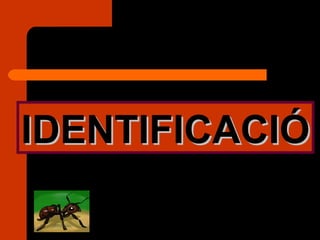 IDENTIFICACIÓ 