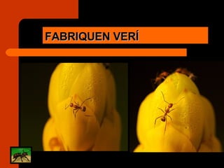FABRIQUEN VERÍ 