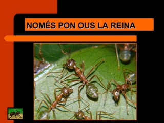 NOMÉS PON OUS LA REINA 