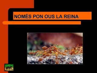 NOMÉS PON OUS LA REINA 
