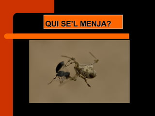 QUI SE’L MENJA? 