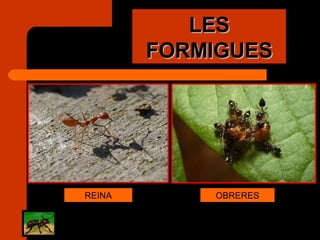 LES FORMIGUES OBRERES REINA 