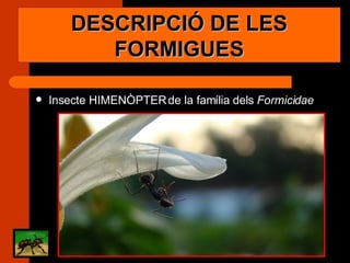 Insecte HIMENÒPTER de la família dels  Formicidae   DESCRIPCIÓ DE LES FORMIGUES 