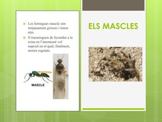 ELS MASCLES
   Les formigues mascle són
    mitjanament grosses i tenen
    ales.
   S’encarreguen de fecundar a la
    reina en l’anomenat vol
    nupcial en el qual, finalment,
    moren esgotats.
 