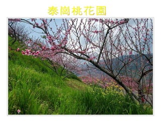 泰崗桃花園 