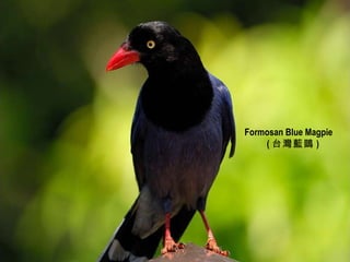 Formosan Blue Magpie ( 台灣藍鵲 ) 