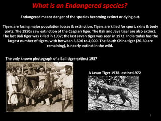 1 What is an Endangered species? Endangered means danger of the species becoming extinct or dying out.Tigers are facing major population losses & extinction. Tigers are killed for sport, skins & body parts. The 1950s saw extinction of the Caspian tiger. The Bali and Java tiger are also extinct. The last Bali tiger was killed in 1937; the last Javan tiger was seen in 1972. India today has the largest number of tigers, with between 3,600 to 4,000. The South China tiger (20-30 are remaining), is nearly extinct in the wild.  The only known photograph of a Bali tiger-extinct 1937 The only known photograph of a Bali tiger A Javan Tiger 1938- extinct1972 