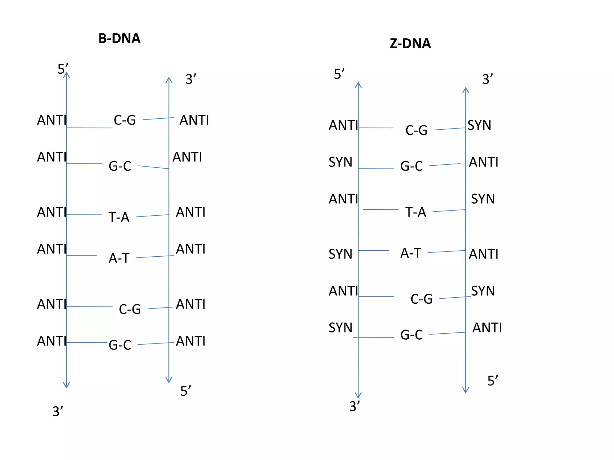 FORMS OF DNA | PPTX
