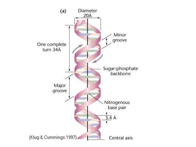 FORMS OF DNA