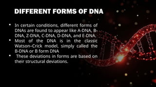 THE DIFFERENT FORMS OF DNA - A DNA, B DNA, Z DNA | PPTX
