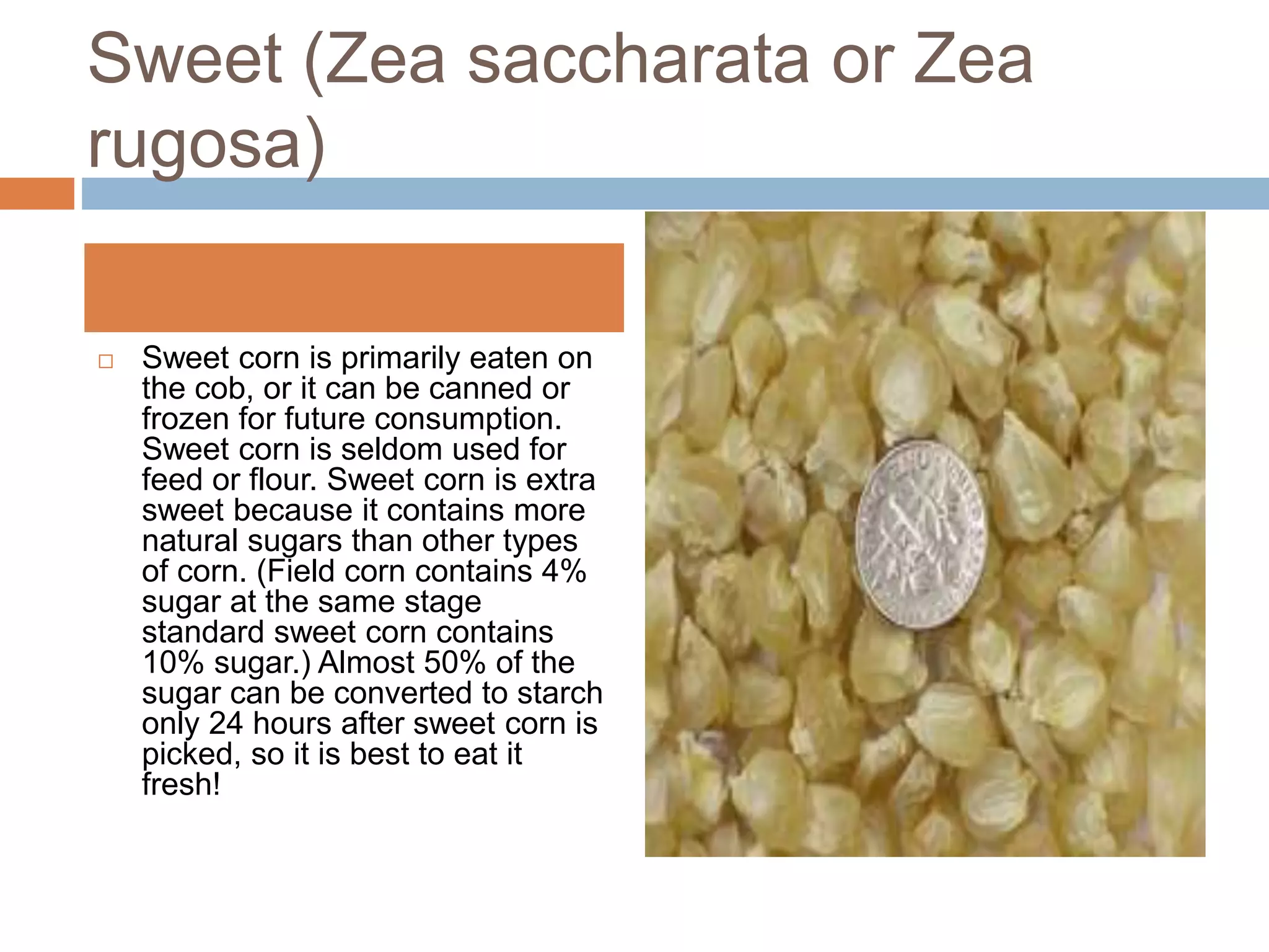Forms of maize A Presentation By Mr Allah Dad Khan Visiting Professor ...