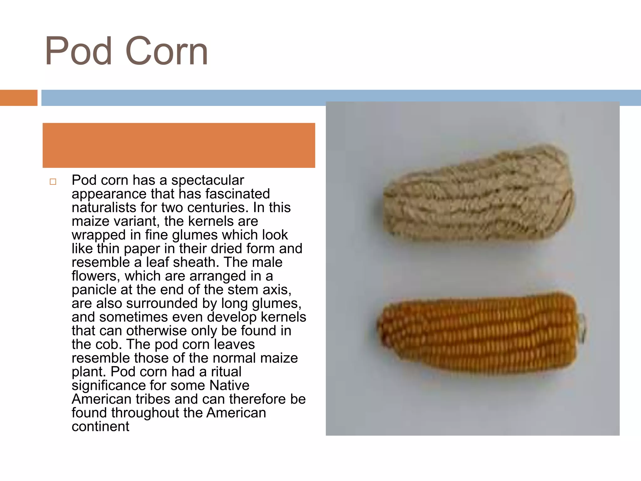 Forms of maize A Presentation By Mr Allah Dad Khan Visiting Professor ...