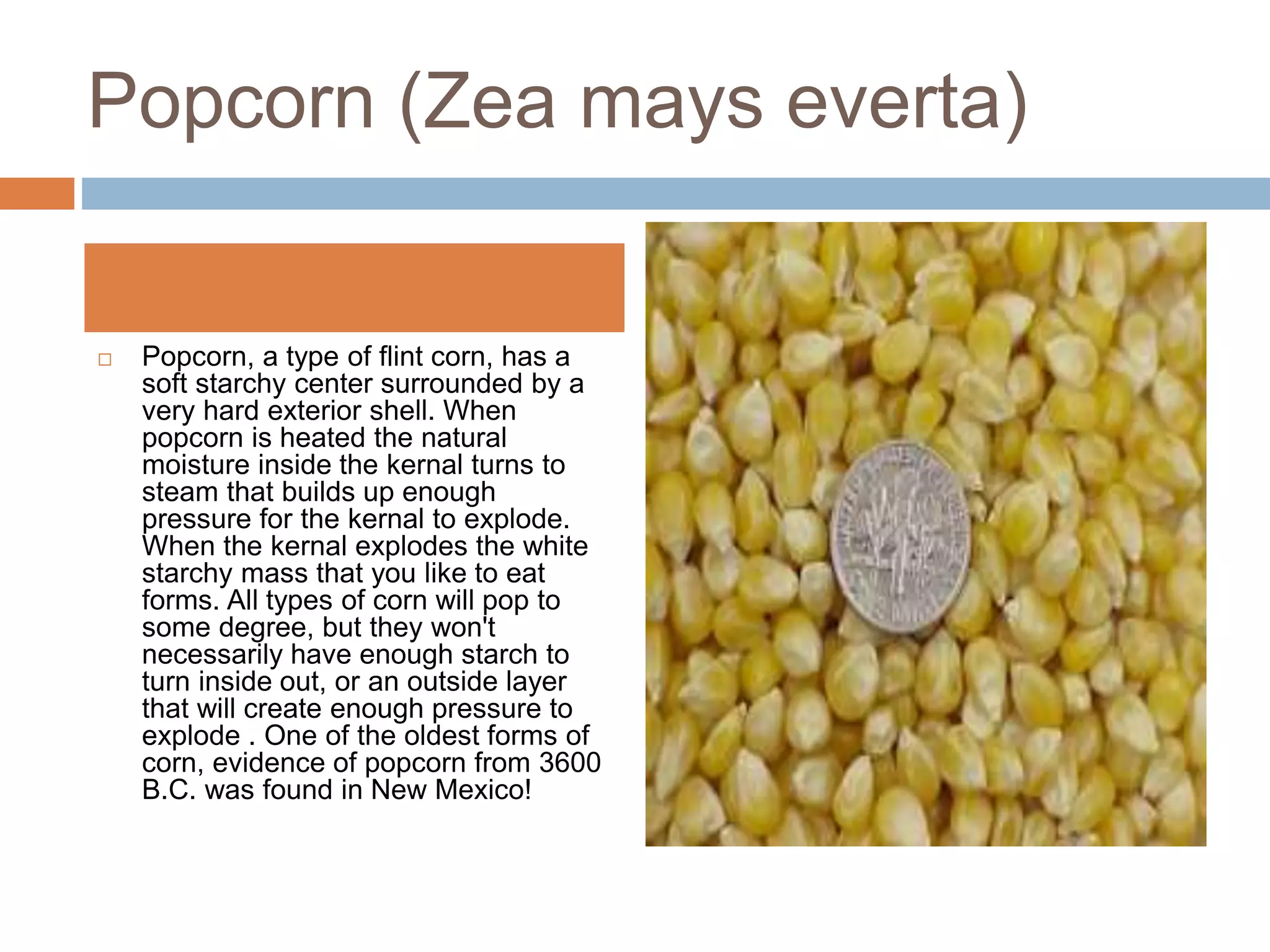 Forms of maize A Presentation By Mr Allah Dad Khan Visiting Professor ...