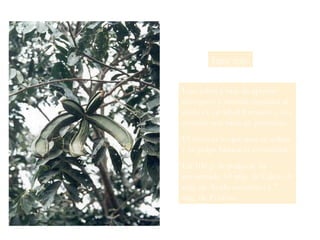 GUABO Inga spp . Este árbol a mas de aportar nitrógeno y materia orgánica al suelo es un árbol forrajero y sus semillas son ricas en proteínas. El fruto es lo que mas se utiliza y su pulpa blanca es comestible.  En 100 g. de pulpa se ha encontrado 10 mlg. de Calcio, 8 mlg. de Acido ascórbico y 7 mlg. de Fósforo. 