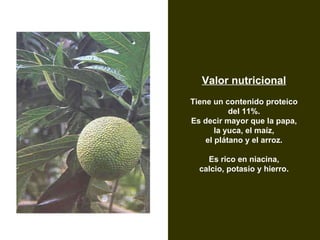 Valor nutricional Tiene un contenido proteico del 11%. Es decir mayor que la papa, la yuca, el maíz, el plátano y el arroz. Es rico en niacina, calcio, potasio y hierro. Árbol de Pan Artocarpus altilis 
