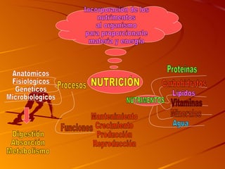 NUTRICIÓN Procesos Anatómicos Fisiológicos Genéticos Microbiológicos Digestión Absorción Metabolismo Funciones Mantenimiento Crecimiento Producción Reproducción NUTRIMENTOS Proteínas Carbohidratos Lípidos Vitaminas Minerales Agua Incorporación de los nutrimentos al organismo para proporcionarle materia y energía 