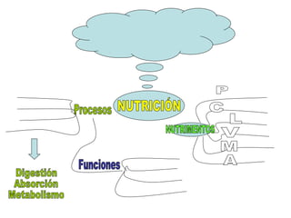 NUTRICIÓN Procesos Digestión Absorción Metabolismo Funciones NUTRIMENTOS P C L V M A 