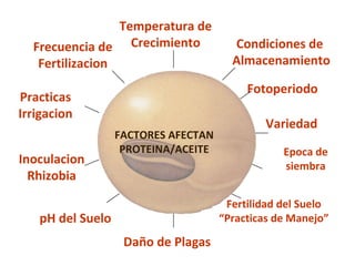 Frecuencia de Fertilizacion Temperatura de Crecimiento Condiciones de  Almacenamiento Fotoperiodo Variedad Epoca de siembra Fertilidad del Suelo “ Practicas de Manejo” Da ño de Plagas pH del Suelo Inoculacion Rhizobia Practicas Irrigacion FACTORES AFECTAN PROTEINA/ACEITE 