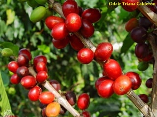 Odair Triana Calderón 