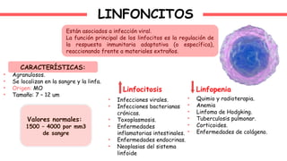 LINFONCITOS
Están asociados a infección viral.
La función principal de los linfocitos es la regulación de
la respuesta inmunitaria adaptativa (o específica),
reaccionando frente a materiales extraños.
CARACTERÍSTICAS:
• Agranulosos.
• Se localizan en la sangre y la linfa.
• Origen: MO
• Tamaño: 7 – 12 um
Valores normales:
1500 – 4000 por mm3
de sangre
Linfocitosis Linfopenia
• Infecciones virales.
• Infecciones bacterianas
crónicas.
• Toxoplasmosis.
• Enfermedades
inflamatorias intestinales.
• Enfermedades endocrinas.
• Neoplasias del sistema
linfoide
• Quimio y radioterapia.
• Anemia
• Linfoma de Hodgking.
• Tuberculosis pulmonar.
• Corticoides.
• Enfermedades de colágeno.
 