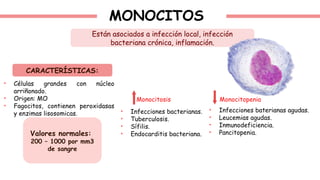 MONOCITOS
Están asociados a infección local, infección
bacteriana crónica, inflamación.
CARACTERÍSTICAS:
• Células grandes con núcleo
arriñonado.
• Origen: MO
• Fagocitos, contienen peroxidasas
y enzimas lisosomicas.
Valores normales:
200 – 1000 por mm3
de sangre
Monocitosis Monocitopenia
• Infecciones bacterianas.
• Tuberculosis.
• Sífilis.
• Endocarditis bacteriana.
• Infecciones baterianas agudas.
• Leucemias agudas.
• Inmunodeficiencia.
• Pancitopenia.
 