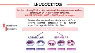 LEUCOCITOS
Los leucocitos (glóbulos blancos) son células sanguíneas nucleadas y
constituyen un 1% del volumen sanguíneo.
VALOR NORMAL: 4000 – 10000 mm3 de sangre
Desempeñan un papel importante en la defensa
contra agentes patógenos y su función
específica depende del tipo de célula.
SE DIVIDEN EN:
Leucocitosis
Leucopenia
 