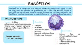 BASÓFILOS
Los basófilos se encuentran en la sangre y solo en ciertas ocasiones, como en caso
de infecciones parasitarias, se acumulan en los tejidos. Una vez ahí, liberan el
contenido de sus gránulos, pequeños compartimentos que contienen sustancias que
facilitan la puesta en marcha del proceso inflamatorio y la eliminación del patógeno.
CARACTERÍSTICAS:
• Tamaño: 10-14 um
• Células con granulaciones azuladas o
violetas oscuro ricas en; histamina,
heparina, sustancia quimio táctica
del eosinofilo.
Valores normales:
0 – 15 mm3 de sangre
Basofilia
Basopenia
• Alergias.
• Mixedema.
• Síndrome nefrótico
• Diabetes.
• Leucemia mieloide crónica.
• Estados hiperlipemicos
• Primera fase de
infecciones bacterianas.
• Estrés.
• Hipertiroidismo.
• Síndrome de Cushing
• Pancitopenia.
 