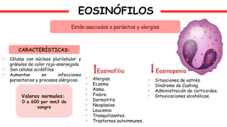 EOSINÓFILOS
Están asociados a parásitos y alergias
CARACTERÍSTICAS:
• Células con núcleos plurilobular y
gránulos de color rojo-anaranjado
• Son células acidófilas
• Aumentan en infecciones
parasitarias y procesos alérgicos.
Valores normales:
0 a 600 por mm3 de
sangre
Eosinofilia Eosinopenia
• Alergias.
• Eczema.
• Asma.
• Fiebre.
• Dermatitis.
• Neoplasias.
• Leucemia
• Tranquilizantes.
• Trastornos autoinmunes.
• Situaciones de estrés.
• Síndrome de Cushing.
• Administración de corticoides.
• Intoxicaciones alcohólicas.
 