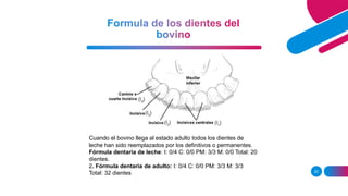 Formulas dentales de los animales domésticos.pptx