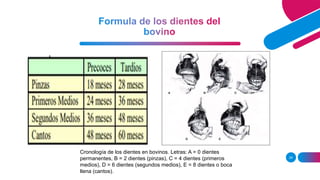 Formulas dentales de los animales domésticos.pptx