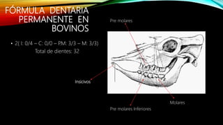 Formulas dentarias permanentes | PPTX